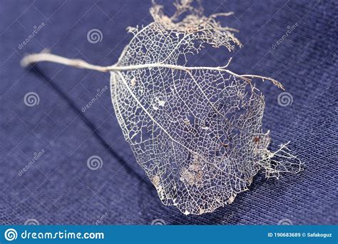 Leaf skeleton. stock image. Image of distressed, nature - 190683689