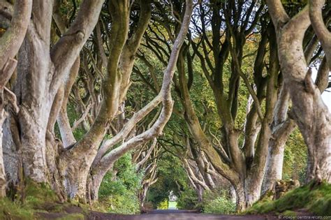 The Dark Hedges in Northern Ireland: A Complete Visitors' Guide