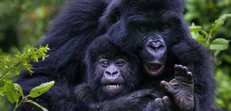 Gorilla Holidays Uganda - Gorilla Trekking Tours Rwanda & Congo