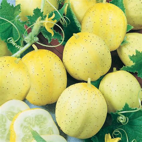 Lemon Cucumber Garden Seeds - 4 Oz - Non-GMO, Heirloom Vegetable Gardening Seeds - Yellow ...