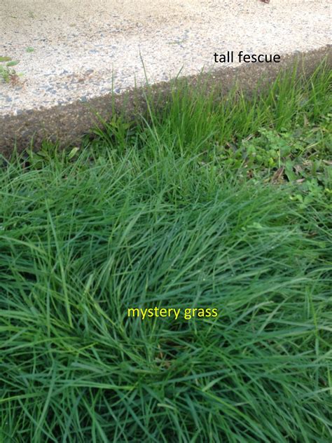 identification - What species is this large clump of lawn grass? - Gardening & Landscaping Stack ...