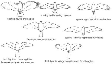 Kite | bird | Britannica.com