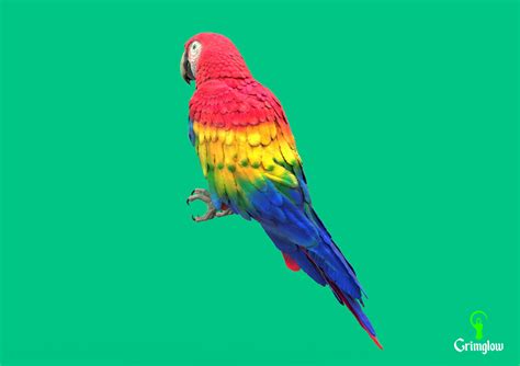 ArtStation - Scarlet macaw | Resources