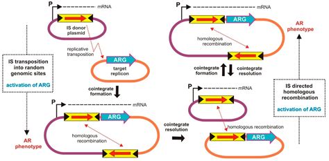 IJMS | Free Full-Text | How Do Transposable Elements Activate Expression of Transcriptionally ...