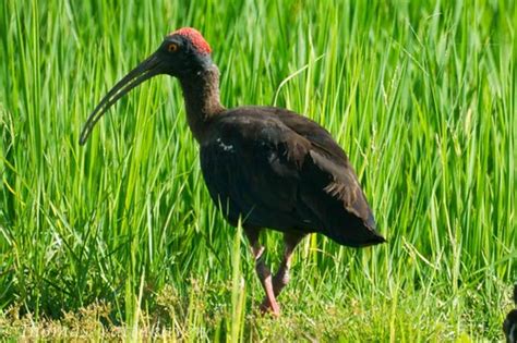 Nature Magnified: Black Ibis or the Red-naped Ibis