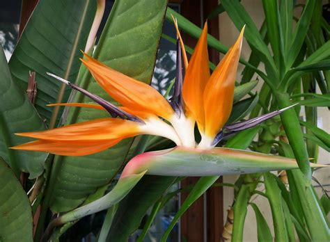 Strelitzia reginae (Bird of Paradise, Bird of Paradise Flower, Bird-of ...