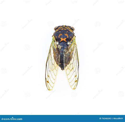 Cicada Wing Skeletal Structure Stock Image - Image of structure ...