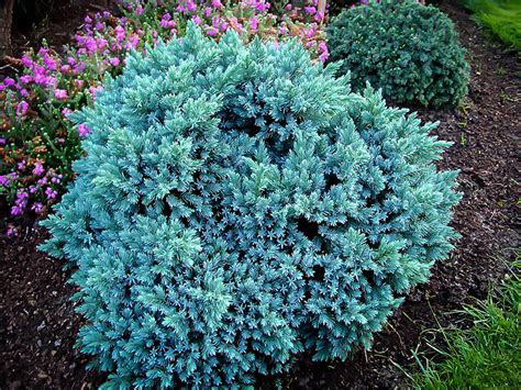 Blue Star Juniper Shrub For Sale Online | The Tree Center