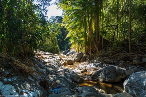 Byron Bay Hinterland: National Park and Waterfalls Tour | GetYourGuide