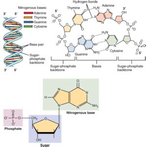 Adenine vs Cytosine: Comparative Analysis - LAMBDAGEEKS