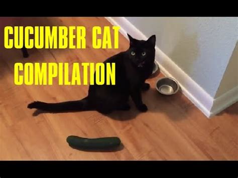 CUCUMBER CAT FUNNY COMPILATION - YouTube