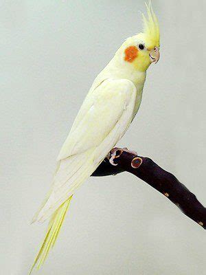 Baby Lutino Cockatiel