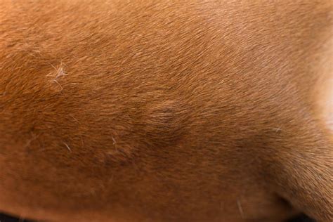 Allergy Bumps on Dogs: Urticaria & Hives Explained (Vet Answer) | Hepper