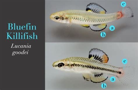 Bluefin Killifish Flamboyant Fin Colors - Science Connected Magazine