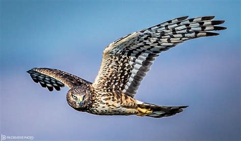 https://flic.kr/p/23j2ZsY | Harrier on the Hunt Harrier, Hunt, Wildlife ...