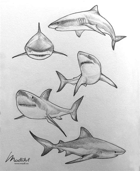 Great White Shark pencil line art sketches by MadliArt | Shark art, Animal drawings sketches ...