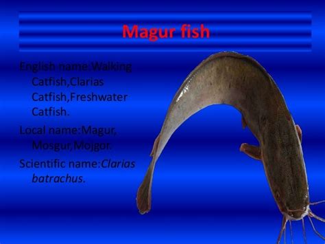 Magur fish(Clarias batrachus)