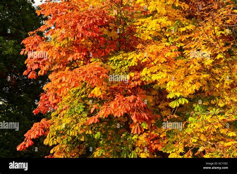 Horse Chestnut Tree (Aesculus hippocastanum) Leaves in Autumn, fall Stock Photo: 162295208 - Alamy