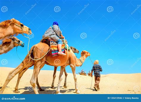 Safari Tourism On Camels. Sahara Desert, Tunisia, North Africa Stock Photography | CartoonDealer ...