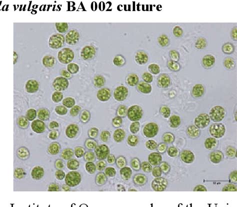 Figure 4 from Cultivation of microalgae (Chlorella vulgaris) in ...