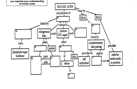 13 Nucleic Acid Concept Map Worksheet / worksheeto.com