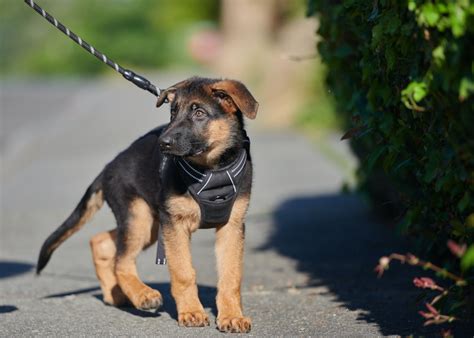 What Size Harness for 8 Week Old German Shepherd| Best Harness to Buy in 2023