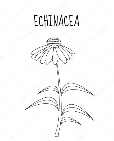 Echinacea flower sketch hand drawing. Medicinal plant Echinacea. Vector ...