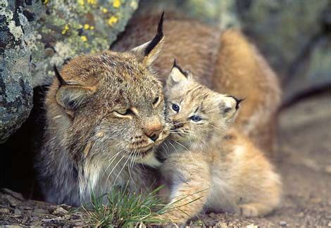 Basic Information - ENDANGERED: The Canadian Lynx