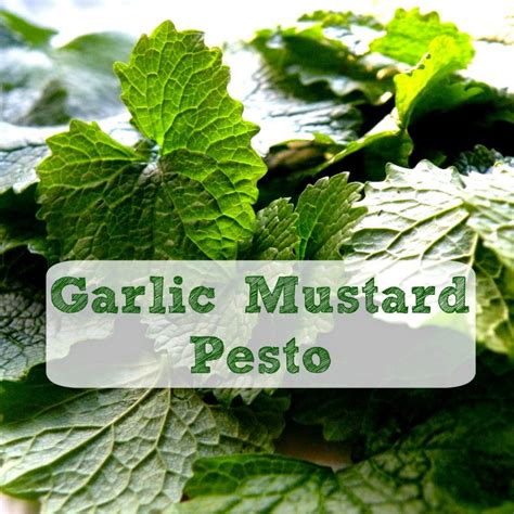 Linn Acres Farm: Garlic Mustard Pesto