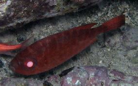 Glasseye Snapper - Heteropriacanthus cruentatus - Caribbean Fish Identification USVI