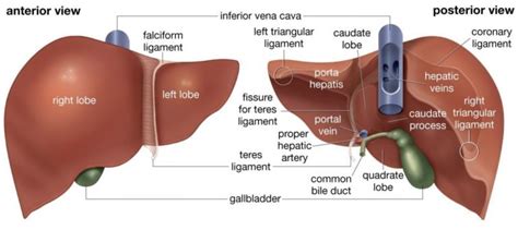 Liver Disease in Dogs | Symptoms & Treatment | Dr. Bill's