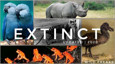 Top 154+ What animals have gone extinct in the last 100 years - Merkantilaklubben.org