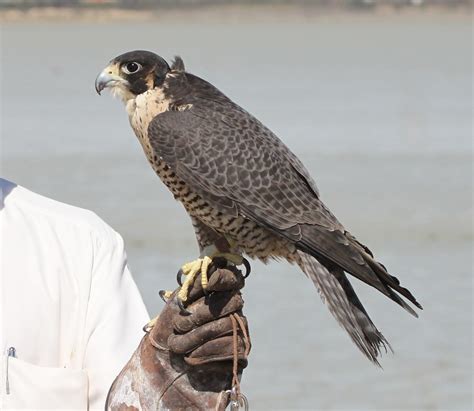 hunting falcon | kuwait march 2010 | simons snapshots | Flickr