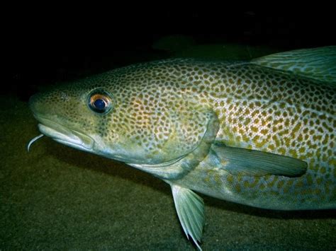 Fish Index: Atlantic Cod (Gadus morhua)