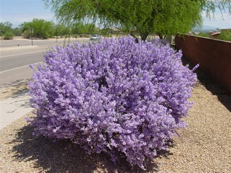 Tucson Daily Happenings: "Texas Ranger, the Barometer Bush