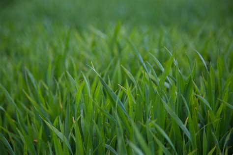 Grass Free Stock Photo - Public Domain Pictures