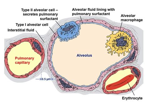 The cell structure - What is the Respiratory System