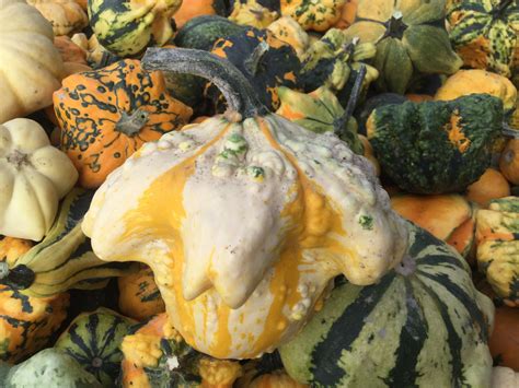 Ornamental Gourds. | Pumpkin, Food, Farm