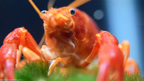 Tangerine Lobster: Care, Size, Color, Food, Feeding & Molting - Video