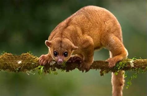 Kinkajou - Description, Habitat, Image, Diet, and Interesting Facts