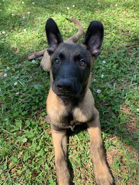 4 month old Belgian Malinois puppy loves this weather! | Belgian ...