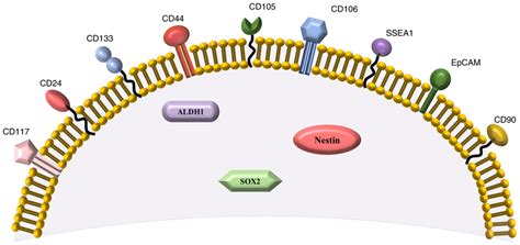 Surface and intracellular markers of ovarian cancer stem cells ...