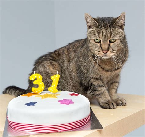 32-year-old Cat Who Found His Humans 27 Years Ago, Left an Incredible Legacy... - Love Meow