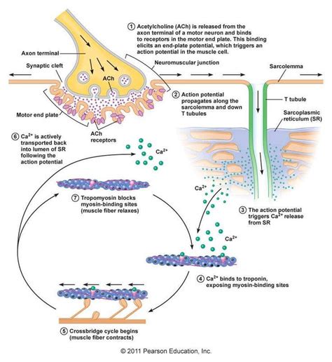 Mechanism of muscle contraction from synapse to myofilaments - though missing neuron action ...