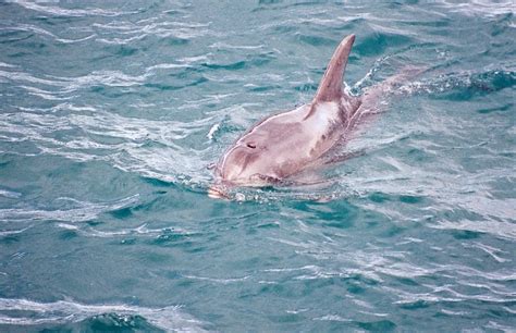 Burrunan Dolphin – "OCEAN TREASURES" Memorial Library