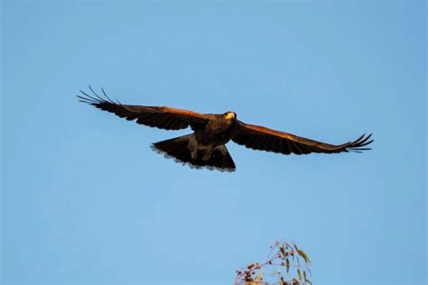 16 Types of Hawks in Texas with Pictures & Sounds | BirdJoy