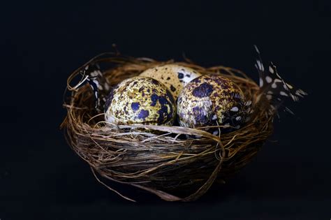 Nest Bird'S Quail Egg - Free photo on Pixabay