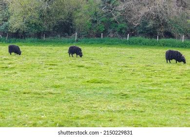 125 Hebridean sheep Images, Stock Photos & Vectors | Shutterstock