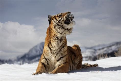 The Best Tiger Documentaries - Discovery UK