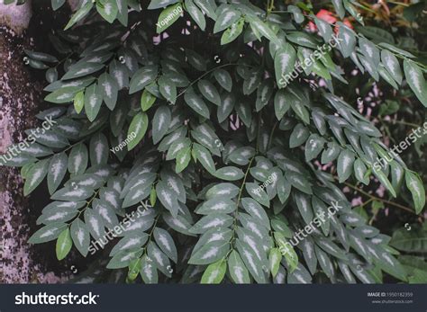 Katuk Tree Sauropus Androgynus Benefits Katuk Stock Photo 1950182359 ...